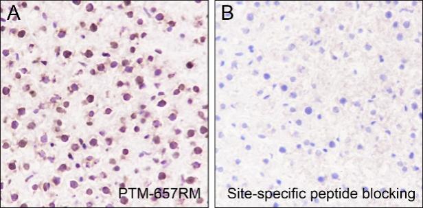 Anti-Mono/Di-Methyl-Histone H3 (Lys79) Rabbit mAb