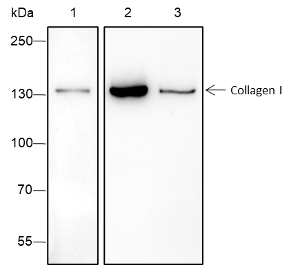 Anti-Collagen I Rabbit mAb