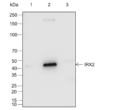 Anti-IRX2 Rabbit mAb