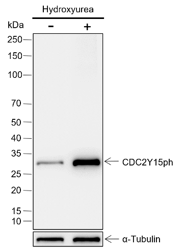 Anti-Phospho-Cdc2 (Tyr15) Rabbit mAb