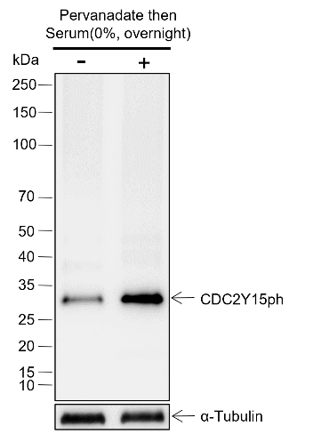 Anti-Phospho-Cdc2 (Tyr15) Rabbit mAb