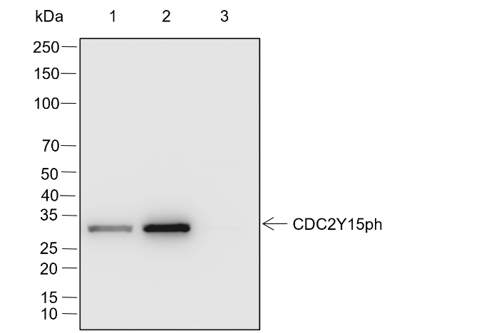 Anti-Phospho-Cdc2 (Tyr15) Rabbit mAb