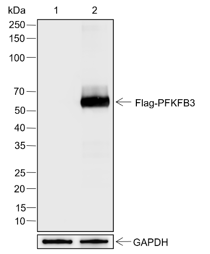 Anti-DYKDDDDK Tag Rabbit mAb (Binds to FLAG® Tag Sequence)