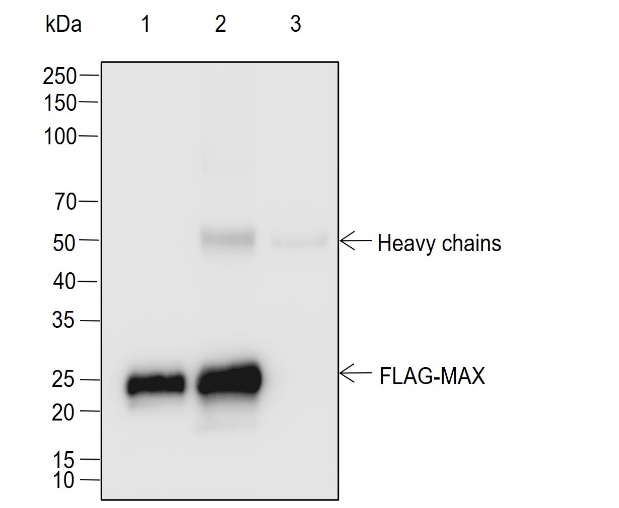 Anti-DYKDDDDK Tag Rabbit mAb (Binds to FLAG® Tag Sequence)