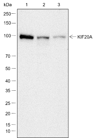 Anti-KIF20A Mouse mAb