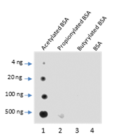 Anti-Acetyllysine Mouse mAb