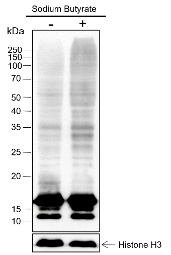Anti-Acetyllysine Mouse mAb