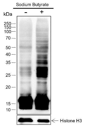 Anti-Acetyllysine Mouse mAb