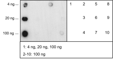 Anti-Carboxyethyllysine Rabbit mAb