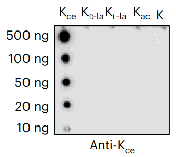 Anti-Carboxyethyllysine Rabbit mAb