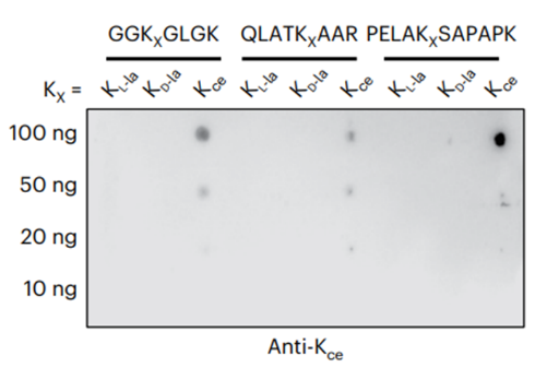 Anti-Carboxyethyllysine Rabbit mAb