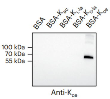 Anti-Carboxyethyllysine Rabbit mAb