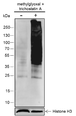 Anti-Carboxyethyllysine Rabbit mAb