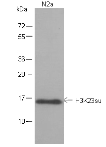 Anti-Succinyl-Histone H3 (Lys23) Mouse mAb