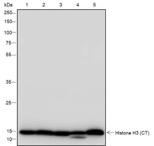 Anti-Histone H3 Rabbit mAb