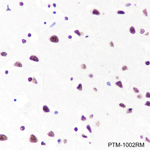 Anti-Histone H3 Rabbit mAb