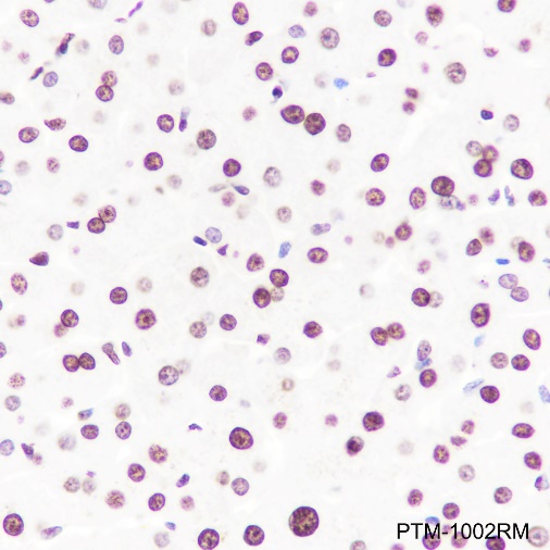 Anti-Histone H3 Rabbit mAb