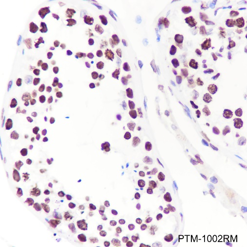 Anti-Histone H3 Rabbit mAb