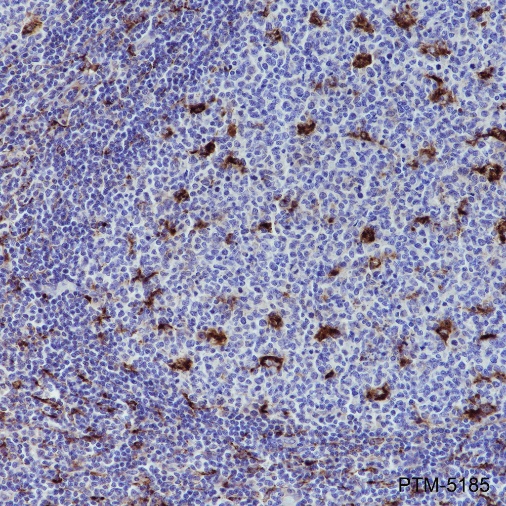 Anti-CD68 Mouse mAb