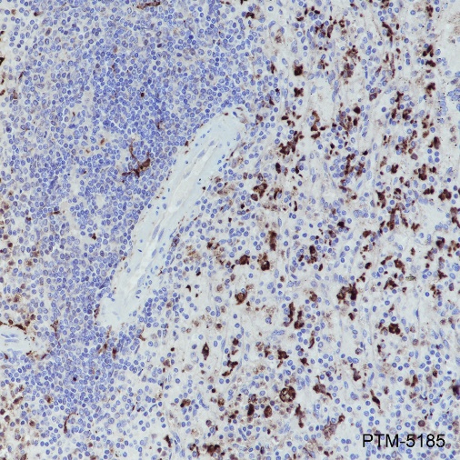 Anti-CD68 Mouse mAb