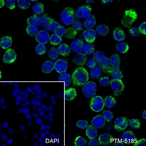 Anti-CD68 Mouse mAb