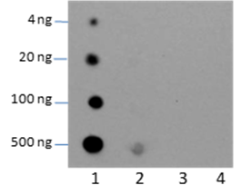 Anti-Trimethyllysine Rabbit pAb