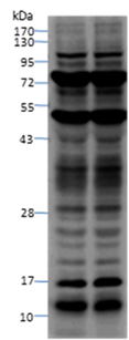 Anti-Trimethyllysine Rabbit pAb