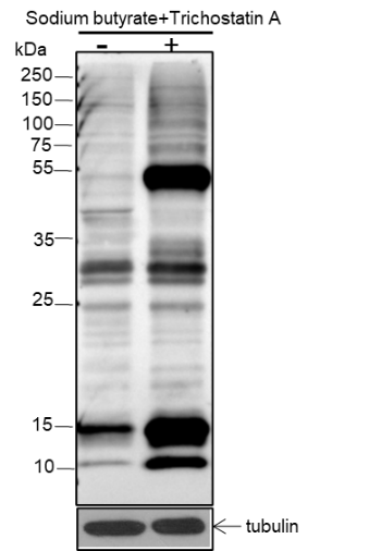 Anti-Propionyllysine Mouse mAb