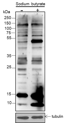 Anti-Propionyllysine Mouse mAb